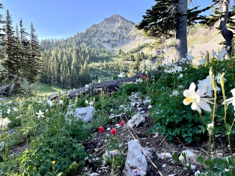 The approach to Mt. Baird.