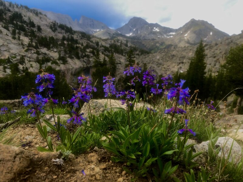 Alpine wildflowers below Cirque Of The Towers.