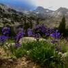 Alpine wildflowers below Cirque Of The Towers.