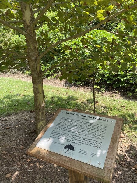 One of 39 informational signs on the Dr. George W. Bengtson, Sr. Historic Tree Trail.