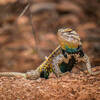 The awesome Desert Spiny Lizard!