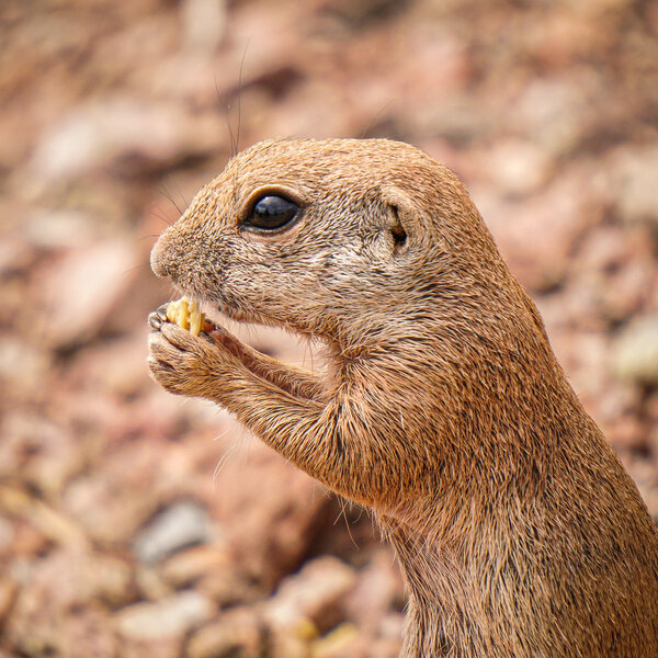 The stealthy Black Tailed Prairie Dog!