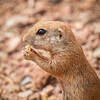 The stealthy Black Tailed Prairie Dog!