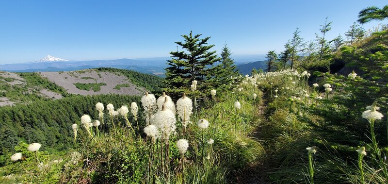 Tons of wildflowers and Mt Hood off in the distance on the trail.