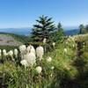 Tons of wildflowers and Mt Hood off in the distance on the trail.