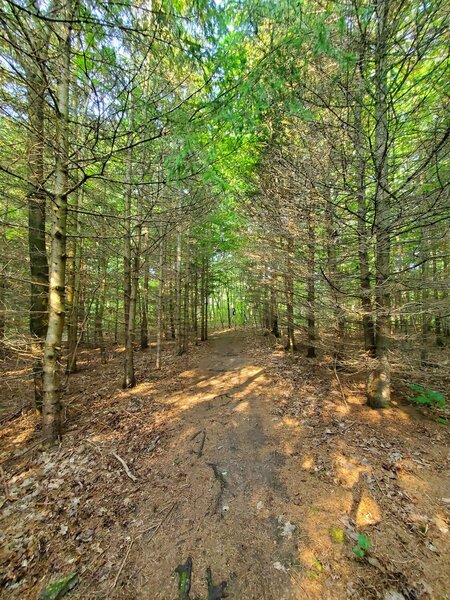 Bruce trail near parking