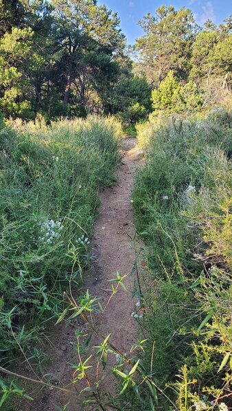 "The Meadow" portion of the Pino Trail. Very pretty!