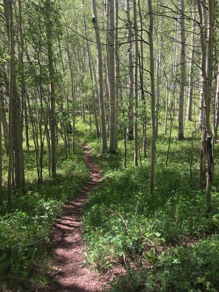 The lower trail begins with a hike through a glade of Aspen trees.