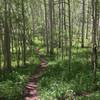 The lower trail begins with a hike through a glade of Aspen trees.