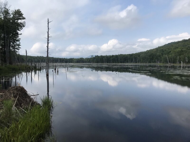 Deer Hill Bog on a hazy day.