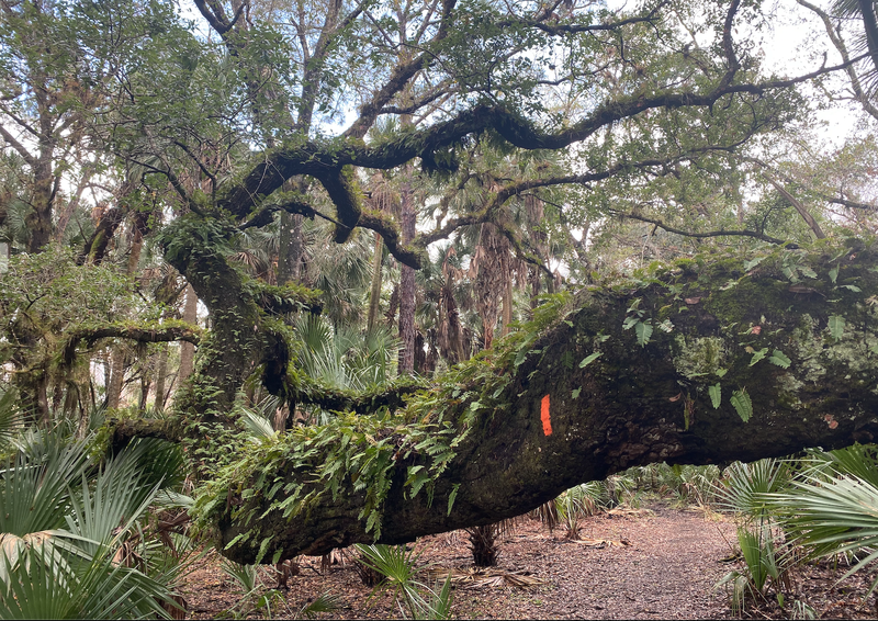 Beautiful Oak tree on the Florida Trail in the 100 Mile Forgotten Florida Race from Run Bum Tours LLC.