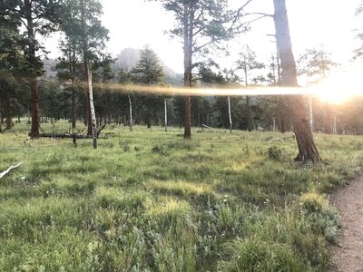 Early morning forest sun flare.