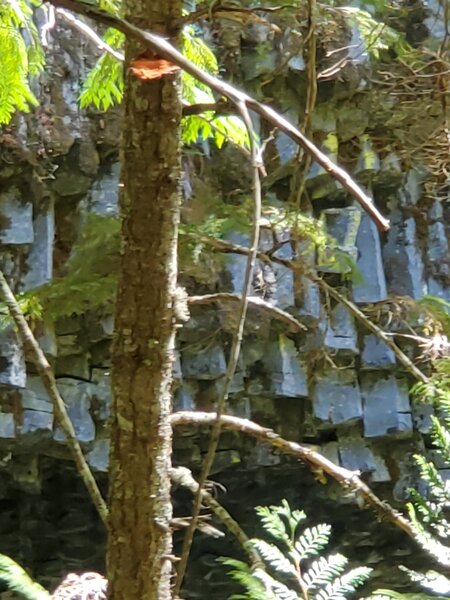 Alongside the trail, basaltic prisms.