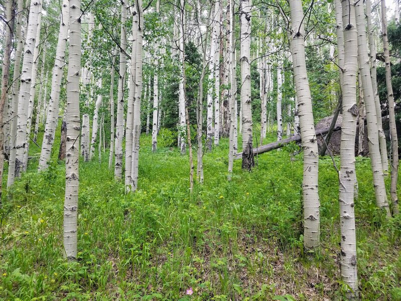 Gorgeous Aspen Stand along Cisneros Trail.