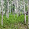 Gorgeous Aspen Stand along Cisneros Trail.