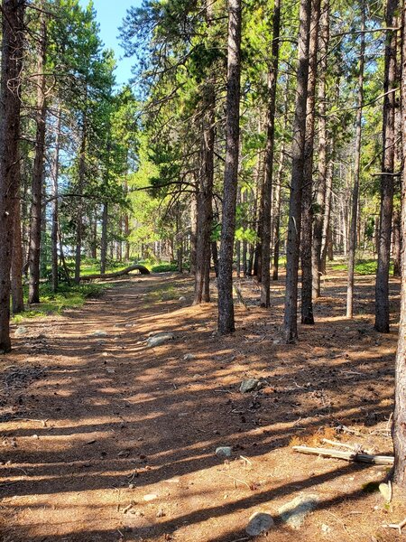 Woodsy section on the Winnegar Ridge Trail.