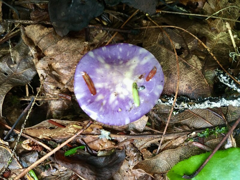 Small toadstool along Forney Creek Trail, Aug. 14, 2020.