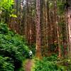 Tall trees preserved within the safety of the state park.