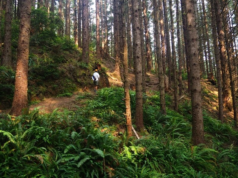 Just before the junction with the Cape Arago Pack Trail.