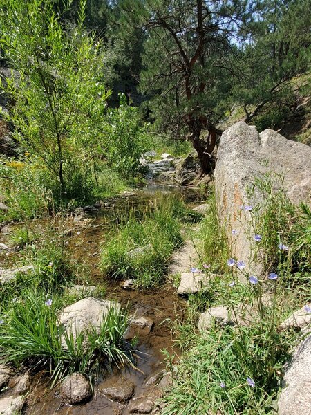 Late summer wildflowers and a little flowing water.