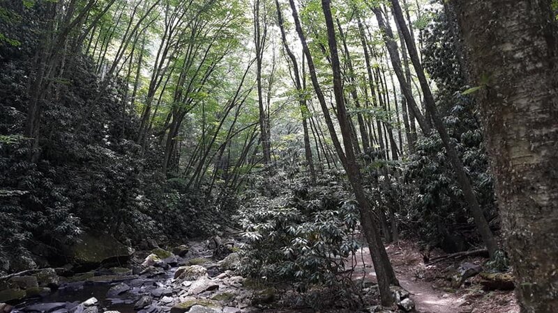 Beautiful loop trail along the river, among Rhodendron and Hemlock Trees to a spectacular waterfall.