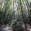 Beautiful loop trail along the river, among Rhodendron and Hemlock Trees to a spectacular waterfall.