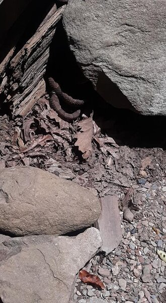 Great hike to the old Walker Sister's Homestead. Watch out for copperheads near the old cabin and barns.