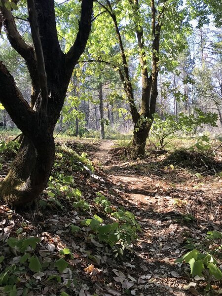 Flatter section of the trail.