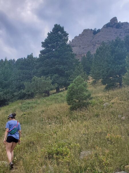 Trail meanders through meadows and then into the pine forest.