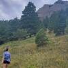 Trail meanders through meadows and then into the pine forest.