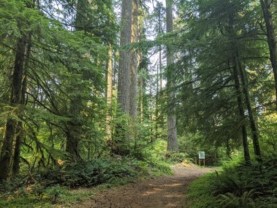 Approaching cutoff trail junction on Buck Mountain Loop.