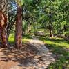 Pretty section of trail through less dense pine forest.