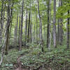 Tall forest in mid-summer, looking uphill on Thunderhole.