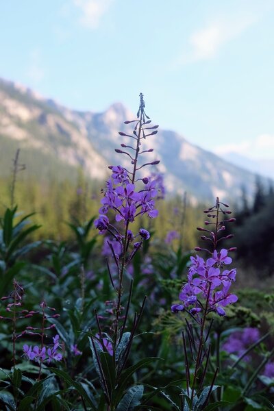 Chamaenerion angustifolium.