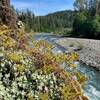 Some Sedum's and the Elwha in the background.