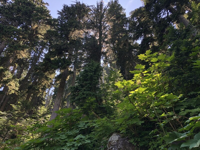 Light shining through the old growth and devils club.