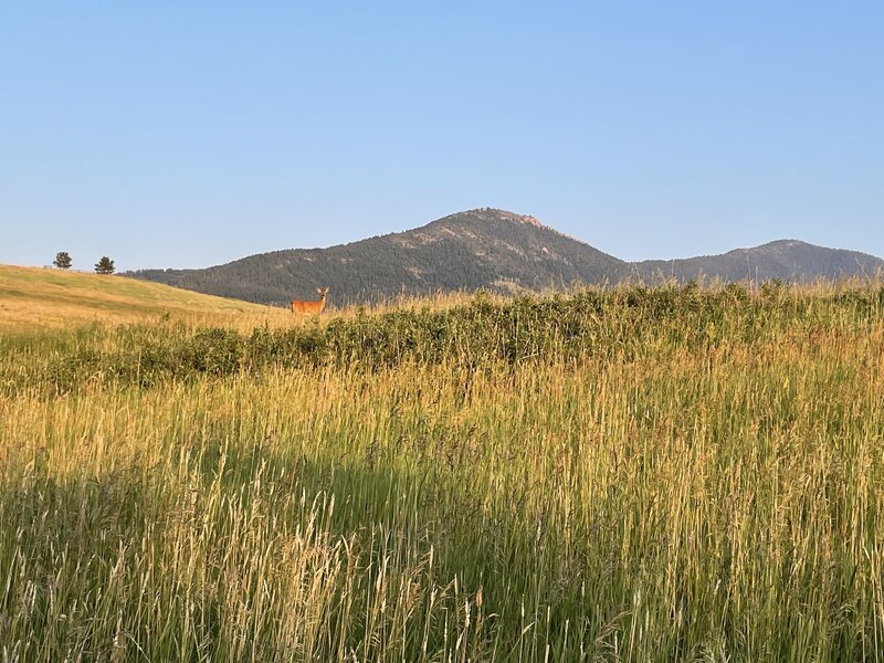 Deer in the distance viewed from Painted Hills trails.