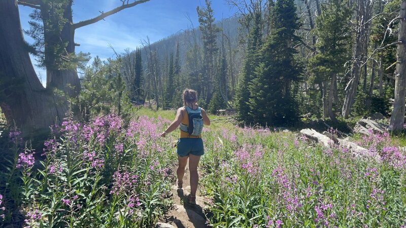 Fireweed popping off in Corbly Gulch