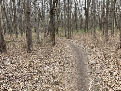 Early Spring; Blue Loop
