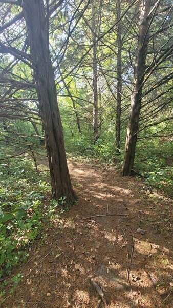 Needle covered path between two asymmetrical pine trees.