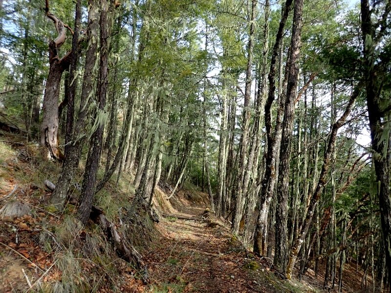 The ditch trail (with the ditch itself filled in) as it goes around the ridge above Panther Gulch