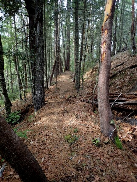 The ditch trail near its end at Pipe Fork