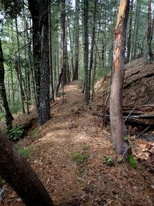 The ditch trail near its end at Pipe Fork