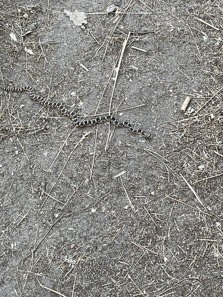 Small snake along the trail.