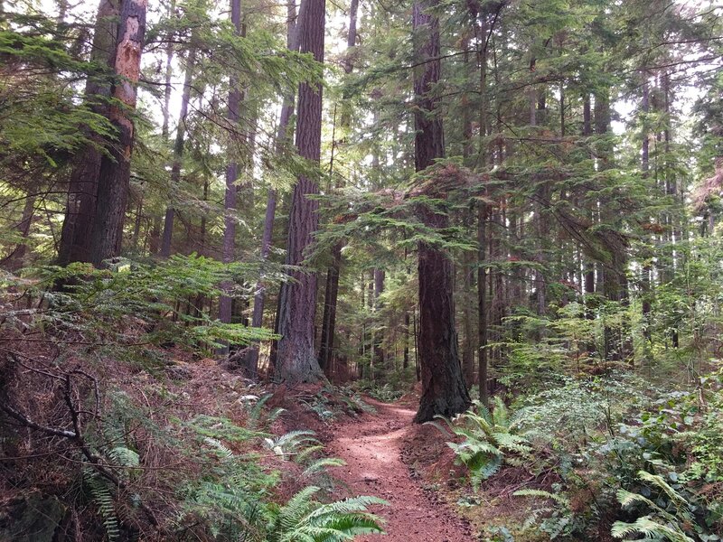 The well-maintained trail winds through somewhat open forest.