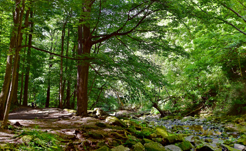 Footpath along Murder Creek (Akron Falls Park, NY).