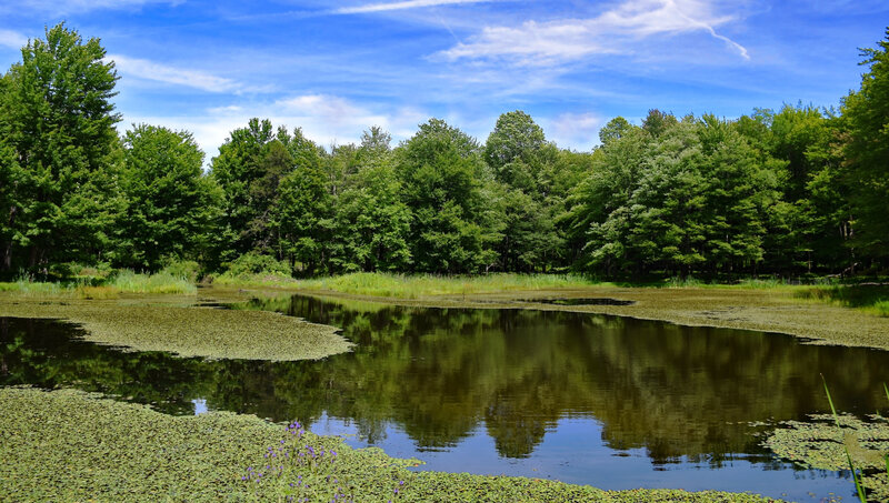 Tussock Marsh  (Reinstein Woods Preserve, Depew NY).