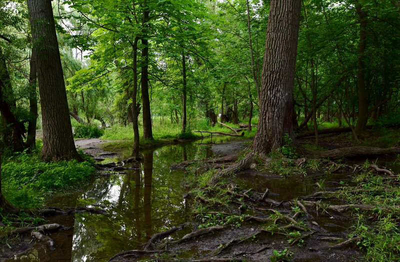 Footpath, After a Heavy July Rain  (Amherst (NY) State Park).