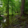 Footpath, After a Heavy July Rain  (Amherst (NY) State Park).