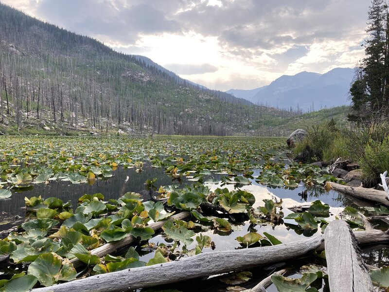 Cub lake